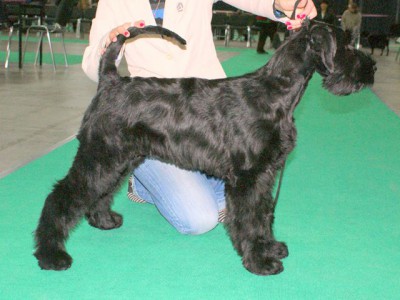ERNESTYNA Asterniger 11 weeks