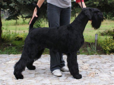 ERNESTYNA Asterniger 2 years